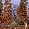 Taxodium distichum var. imbricatum, habit