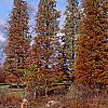 Taxodium distichum var. imbricatum, habit