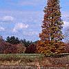 Taxodium distichum var. imbricatum, habit