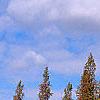 Taxodium distichum var. imbricatum, habit