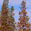 Taxodium distichum var. imbricatum, habit
