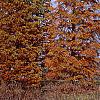 Taxodium distichum var. imbricatum, habit