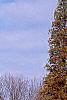 Taxodium distichum var. imbricatum, habit