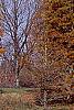 Taxodium distichum var. imbricatum, habit