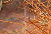 Taxodium distichum var. imbricatum, leaves
