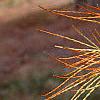 Taxodium distichum var. imbricatum, leaves
