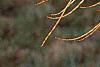 Taxodium distichum var. imbricatum, leaves