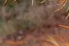 Taxodium distichum var. imbricatum, leaves