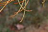 Taxodium distichum var. imbricatum, leaves