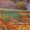 Taxodium distichum var. imbricatum, leaves