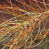 Taxodium distichum var. imbricatum, leaves