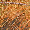 Taxodium distichum var. imbricatum, leaves