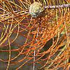 Taxodium distichum var. imbricatum, leaves