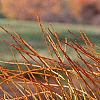 Taxodium distichum var. imbricatum, leaves