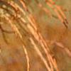Taxodium distichum var. imbricatum, fruit