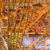 Taxodium distichum var. imbricatum, fruit