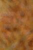 Taxodium distichum var. imbricatum, fruit