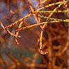 Taxodium distichum var. imbricatum, fruit