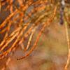 Taxodium distichum var. imbricatum, fruit