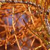 Taxodium distichum var. imbricatum, fruit