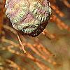Taxodium distichum var. imbricatum, fruit