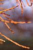 Taxodium distichum var. imbricatum, fruit