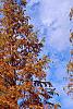 Taxodium distichum var. imbricatum 'Prairie Sentinel', habit
