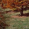 Taxodium distichum var. imbricatum 'Prairie Sentinel', habit