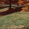 Taxodium distichum var. imbricatum 'Prairie Sentinel', habit
