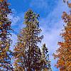 Taxodium distichum var. imbricatum 'Prairie Sentinel', habit
