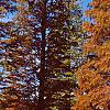 Taxodium distichum var. imbricatum 'Prairie Sentinel', habit