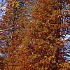 Taxodium distichum var. imbricatum 'Prairie Sentinel', habit