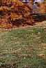 Taxodium distichum var. imbricatum 'Prairie Sentinel', habit