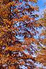 Taxodium distichum var. imbricatum 'Prairie Sentinel', habit