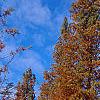 Taxodium distichum var. imbricatum 'Prairie Sentinel', habit