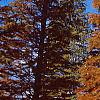 Taxodium distichum var. imbricatum 'Prairie Sentinel', habit