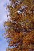 Taxodium distichum var. imbricatum 'Prairie Sentinel', habit