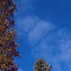 Taxodium distichum var. imbricatum 'Prairie Sentinel', habit