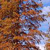 Taxodium distichum var. imbricatum 'Prairie Sentinel', habit