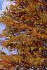 Taxodium distichum var. imbricatum 'Prairie Sentinel', habit