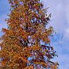 Taxodium distichum var. imbricatum 'Prairie Sentinel', habit