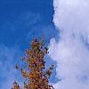 Taxodium distichum var. imbricatum 'Prairie Sentinel', habit