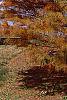 Taxodium distichum var. imbricatum 'Prairie Sentinel', habit