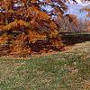Taxodium distichum var. imbricatum 'Prairie Sentinel', habit
