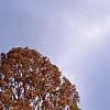 Taxodium distichum, fall color