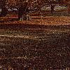 Taxodium distichum, fall color