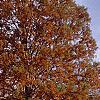 Taxodium distichum, fall color