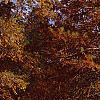 Taxodium distichum, fall color