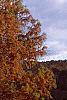 Taxodium distichum, fall color