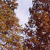 Taxodium distichum, fall color